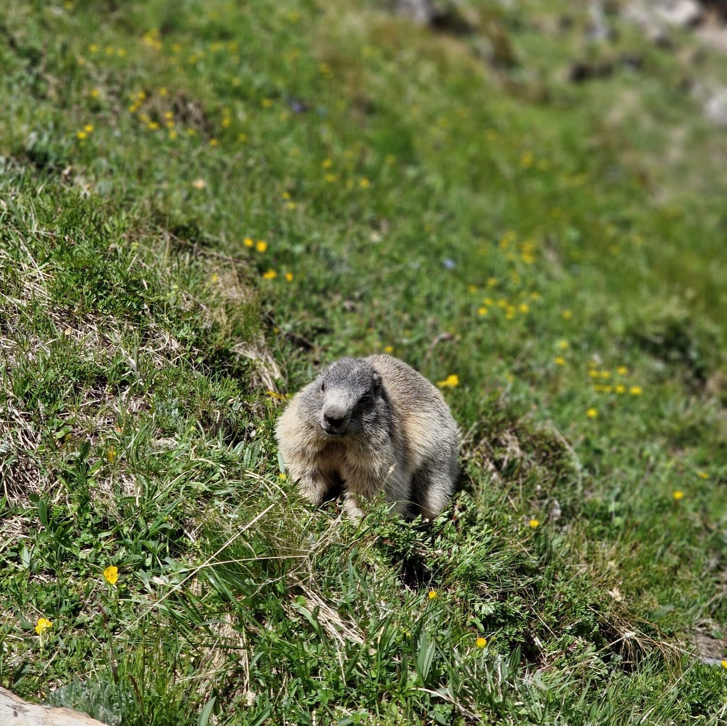 Foto della camminata